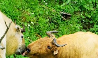 秦岭首现野生大熊猫